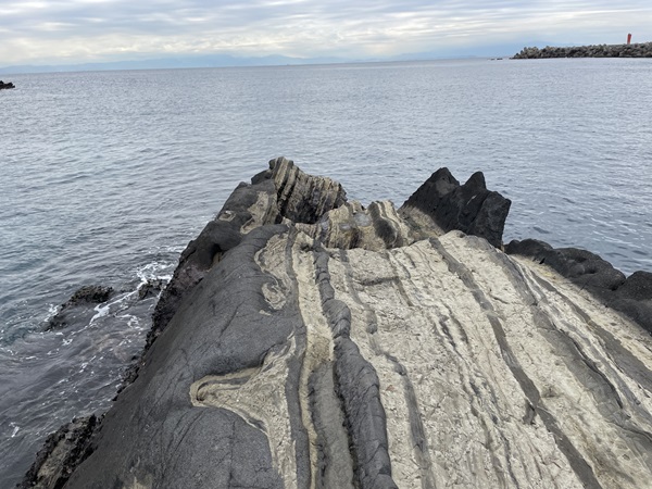 三浦地磯,メジナ,城ヶ島