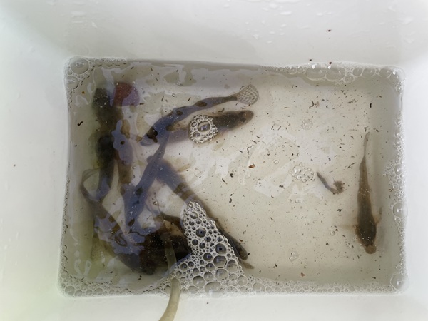 潮見運動公園でハゼ釣りしながら夕涼み。マゴチ餌確保場確認８月初旬